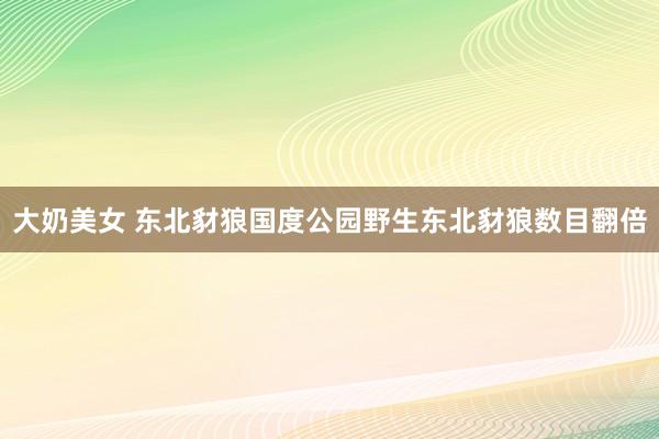 大奶美女 东北豺狼国度公园野生东北豺狼数目翻倍